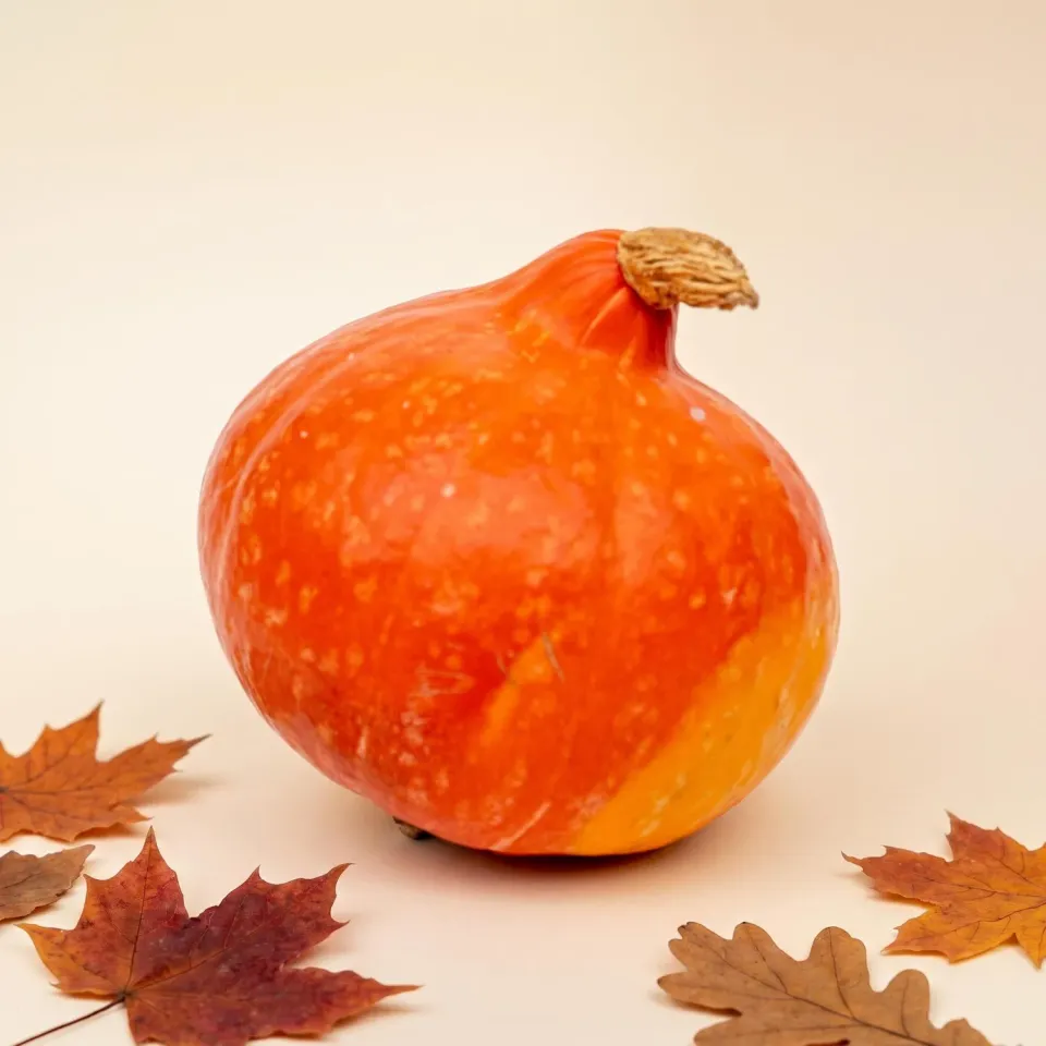 Urbanjungl Hokkaido pompoen deco echt oranje Ø 17 cm 1,5 kg