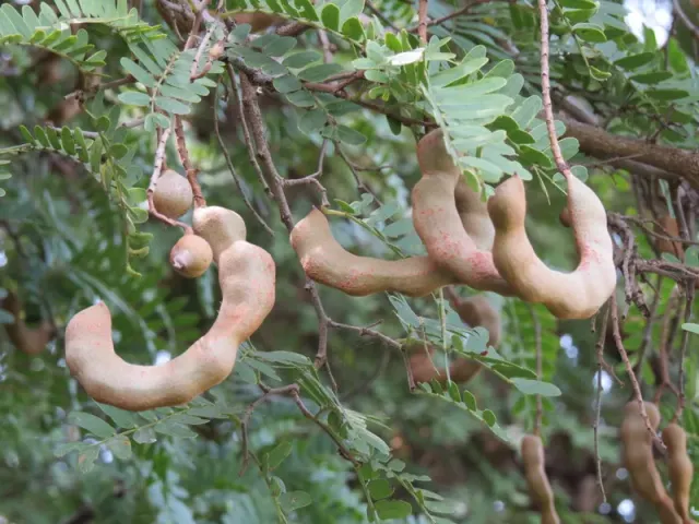 The Natural World Tamarindus indica tamarinde plant P9