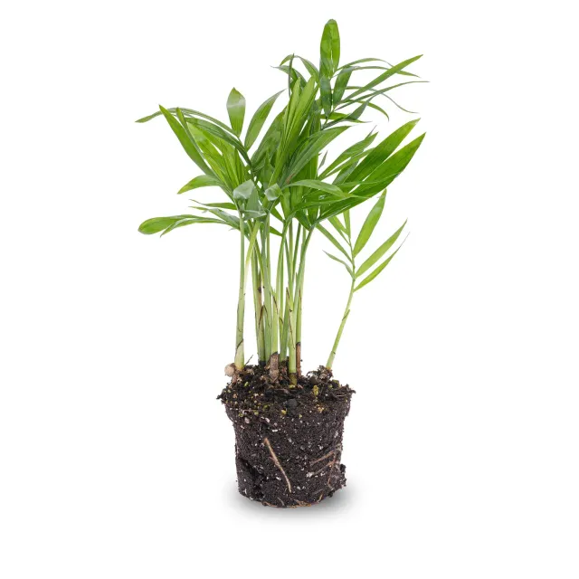 Urbanjungl Bergpalm Chamaedorea elegans baby plant 6 cm