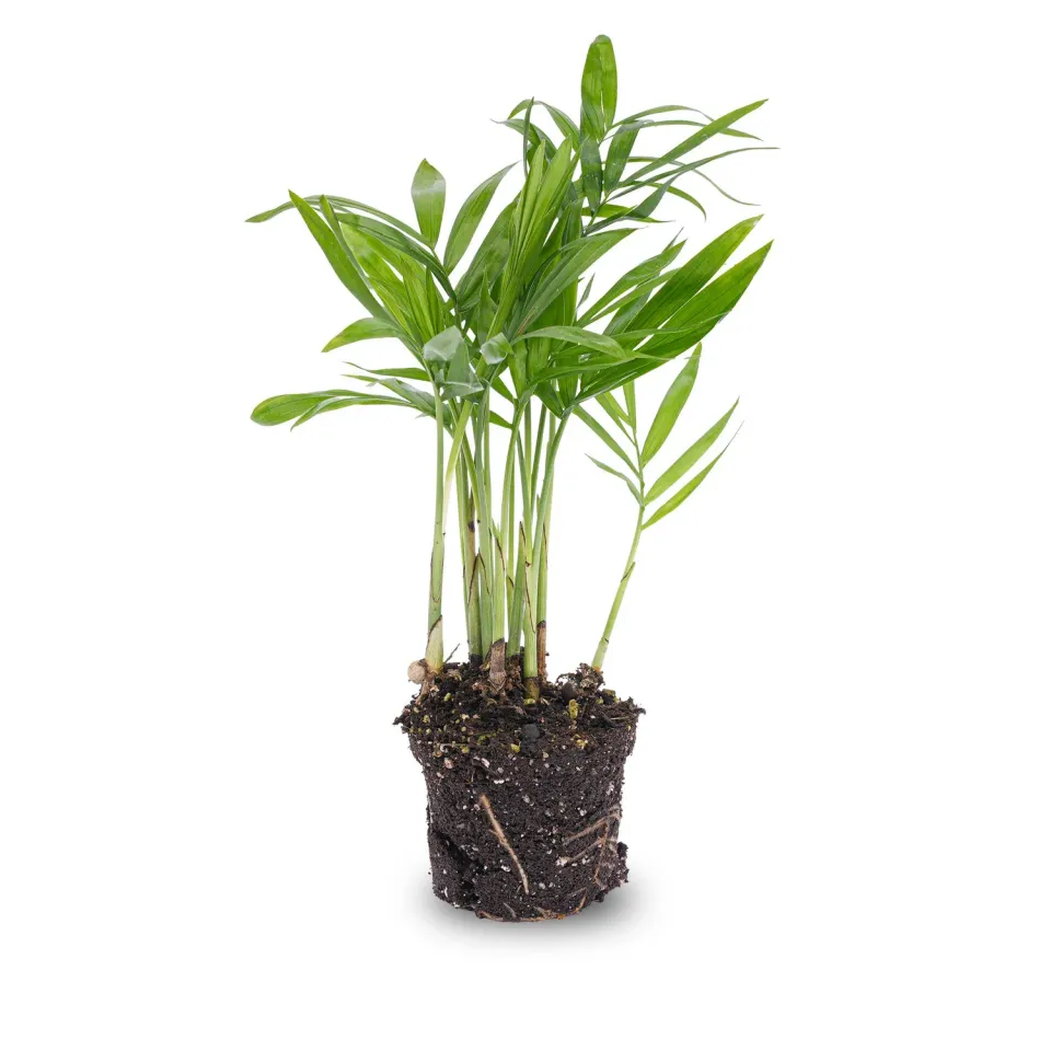 Urbanjungl Bergpalm Chamaedorea elegans baby plant 6 cm