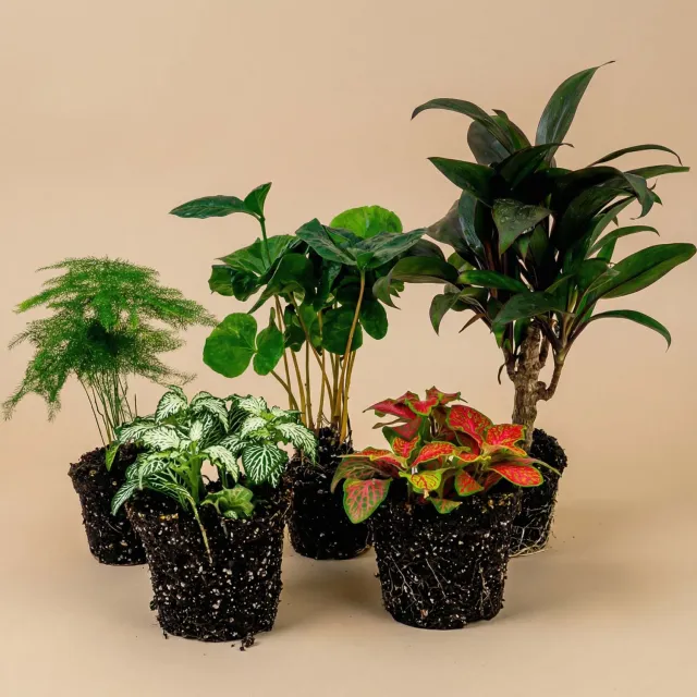 Urbanjungl Coffea Arabica terrariumplanten 5 planten