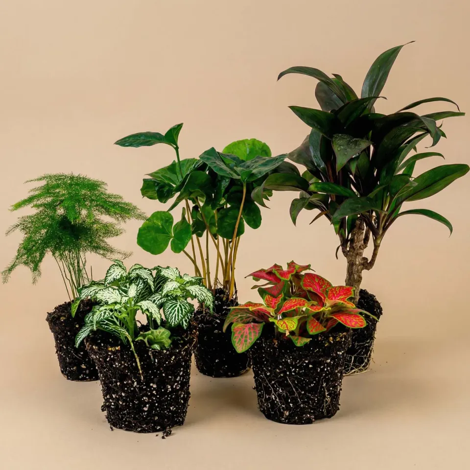 Urbanjungl Coffea Arabica terrariumplanten 5 planten