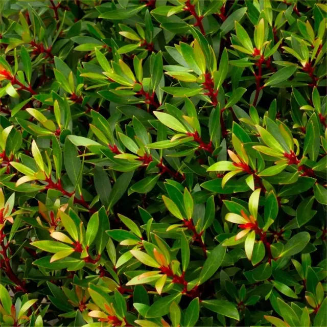 The Natural World Drimys lanceolata plant peperblad eetbaar