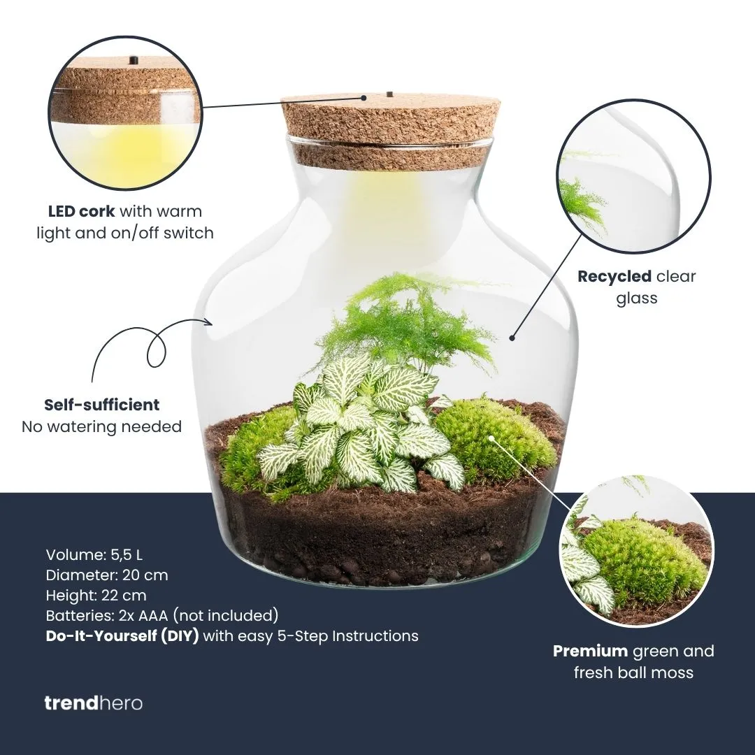 Little Joe Asparagus Fittonia planten terrarium met licht Ø20cm