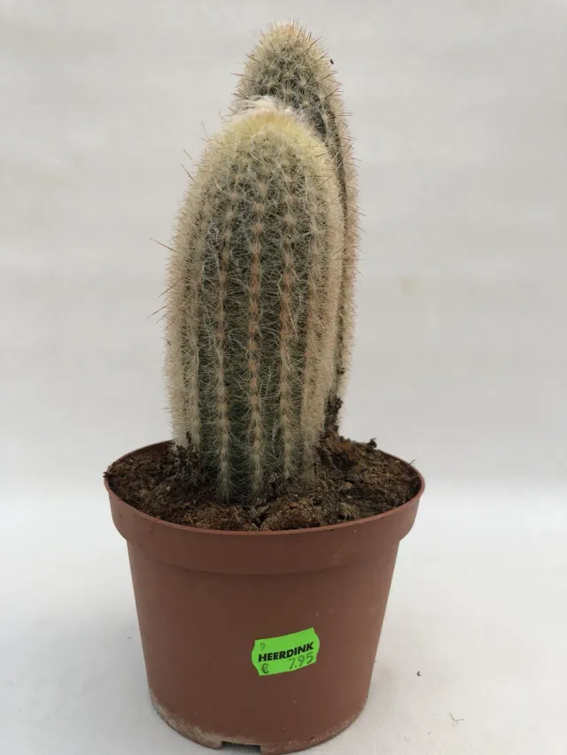 Tuincentrum Heerdink Cephalocereus senilis cactus behaard