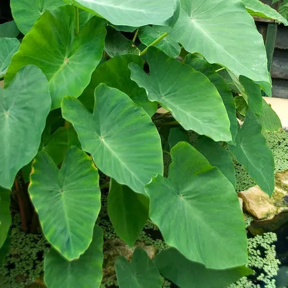 The Natural World Colocasia esculenta plant taro olifantsoor