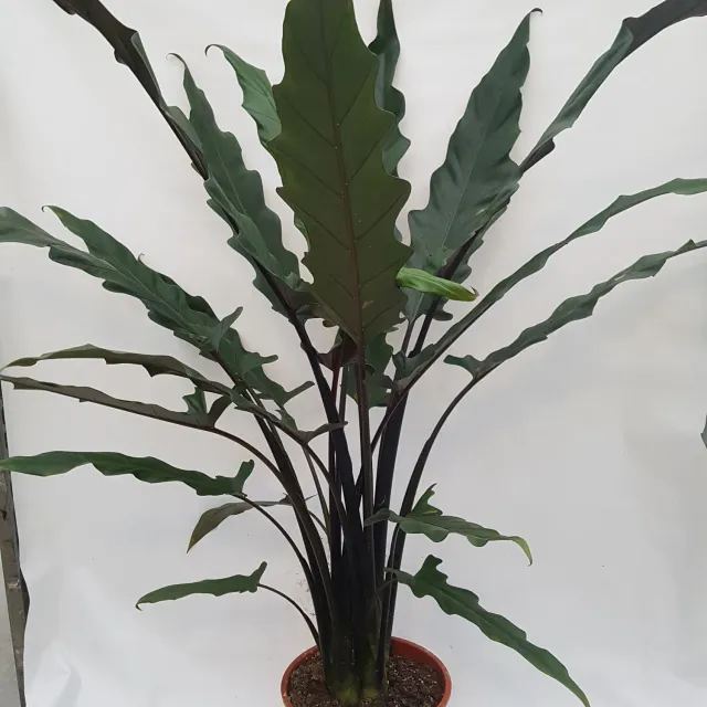 Tuincentrum Heerdink Alocasia Lauterbachiana olifantsoor