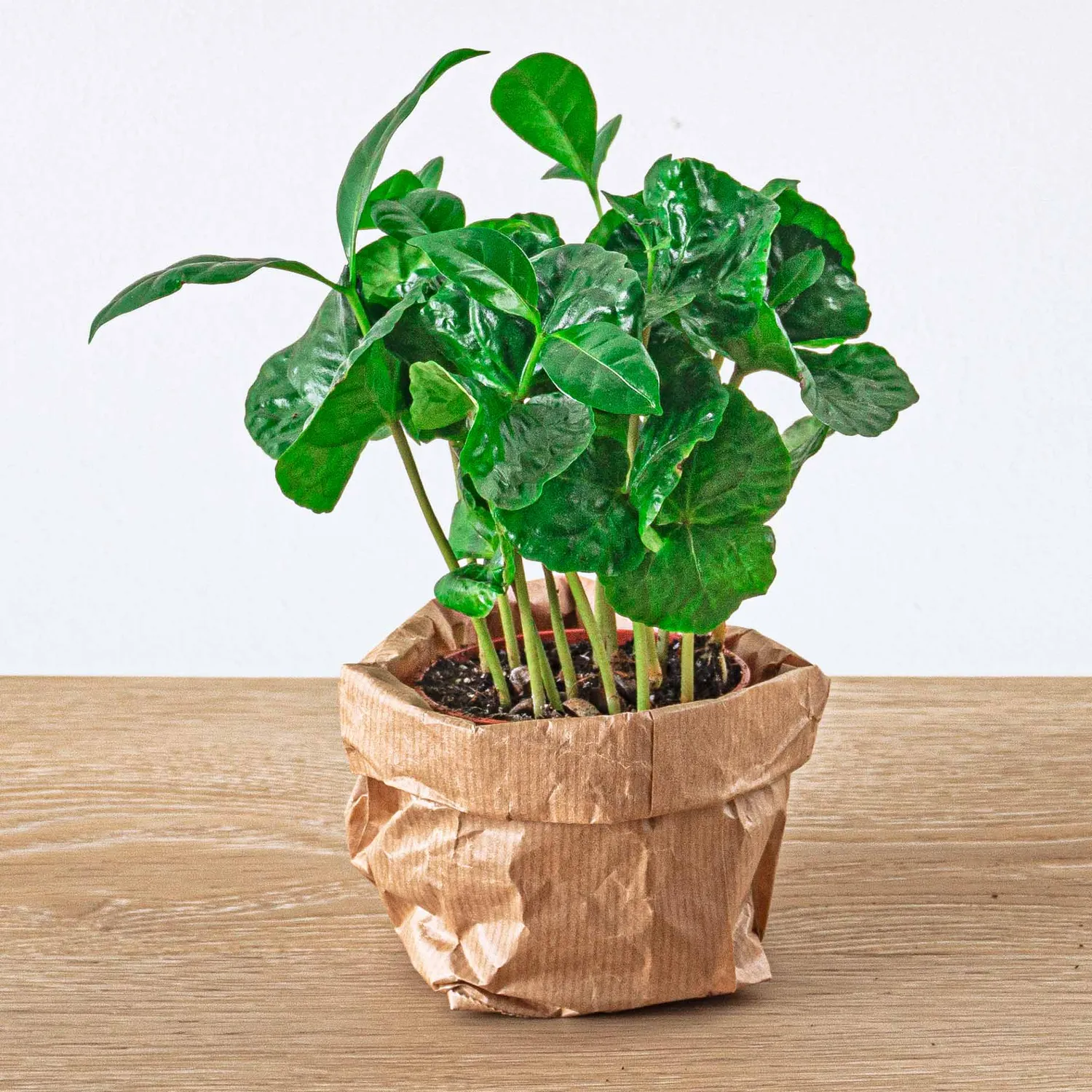 Urbanjungl Coffea Arabica koffieplant 15-20 cm pot 6 cm