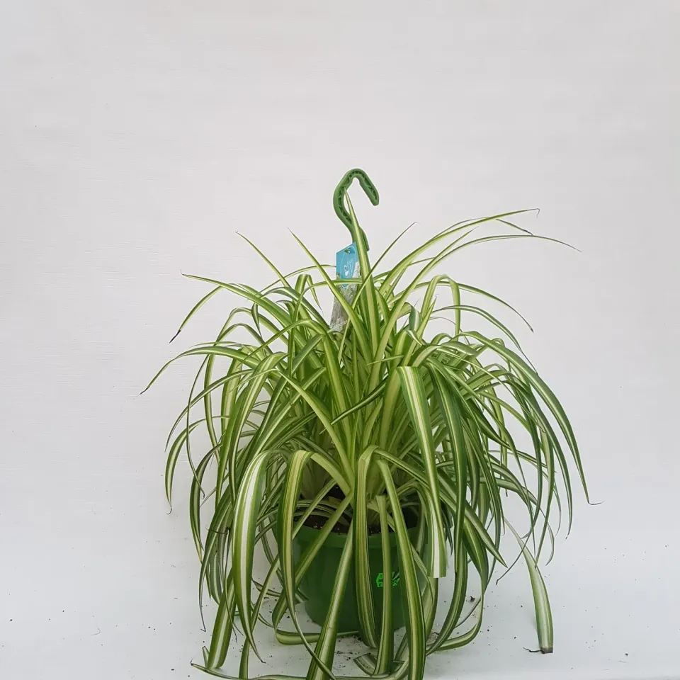 Tuincentrum Heerdink Chlorophytum comosum graslelie kamerplant luchtzuiverend