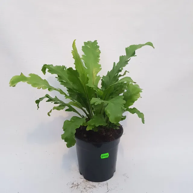 Tuincentrum Heerdink Asplenium Campio nestvaren
