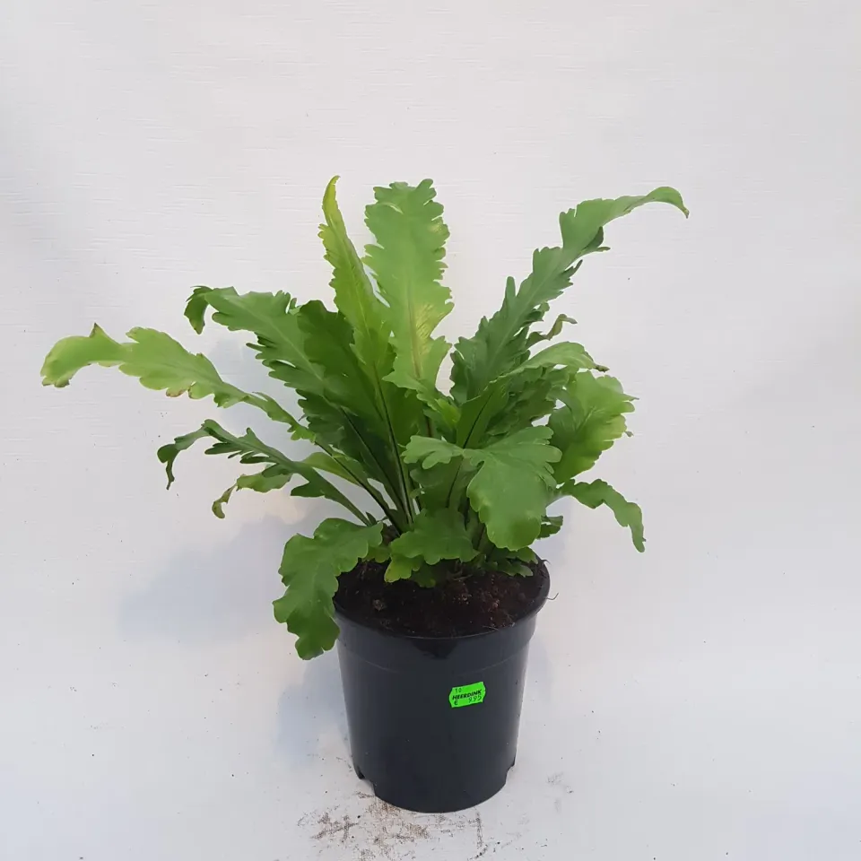 Tuincentrum Heerdink Asplenium Campio nestvaren