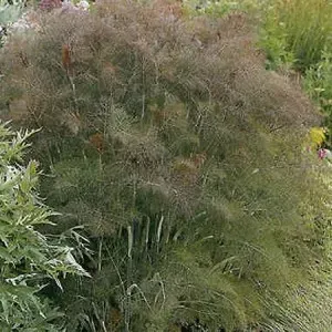 The Natural World Foeniculum Giant Bronze venkelplant