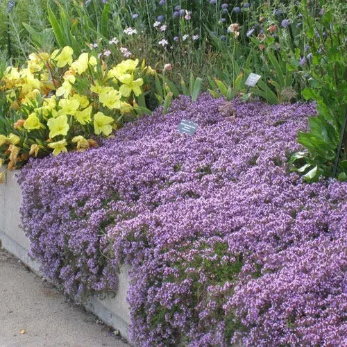 The Natural World Thymus praecox Pink Chintz tijm plant eetbaar