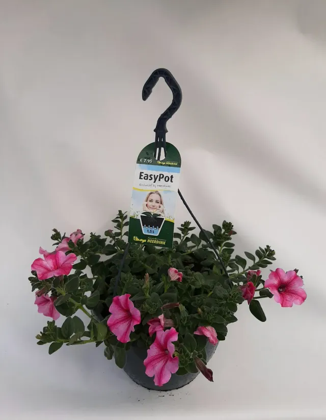 Tuincentrum Heerdink Petunia Carmine Star Hangplant Balkon