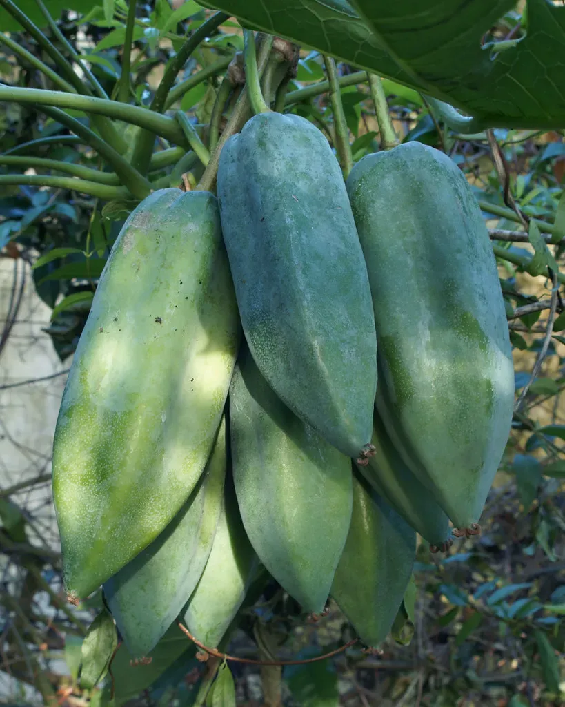 The Natural World Vasconcellea heilbornii babaco fruitplant
