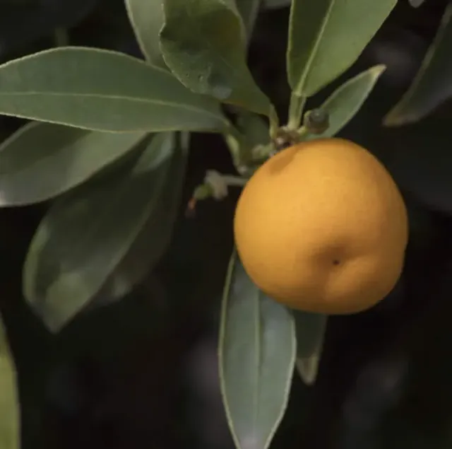 The Natural World Clymenia polyandra citrus plant zeldzaam