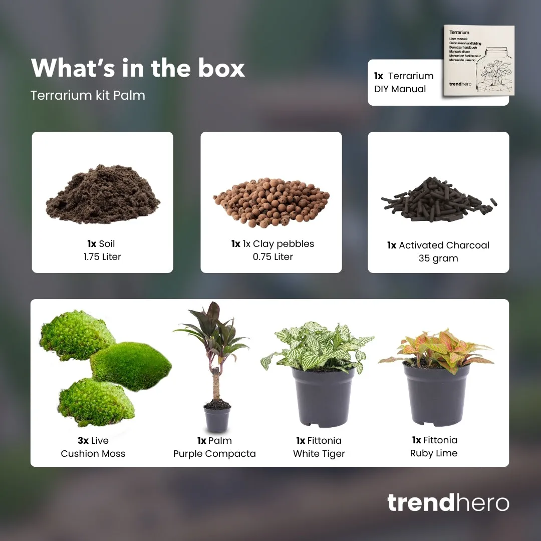 Urbanjungl Palm terrarium startpakket 3 planten L/XL