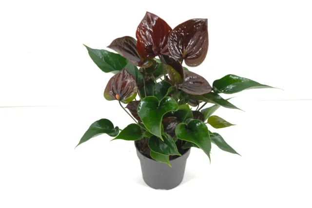 XL-Bloom YoungPlants XL.106 Chelsey Chocolate plant P6