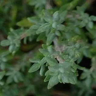 The Natural World Thymus Fleur Provencale tijmplant P9 eetbaar