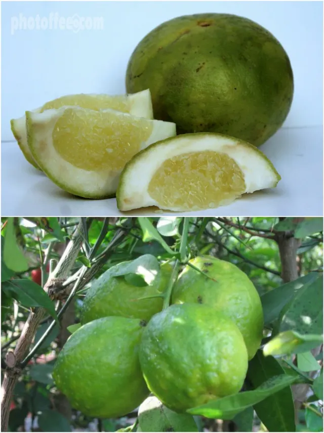 The Natural World Citrus macroptera citrusboom eetbaar