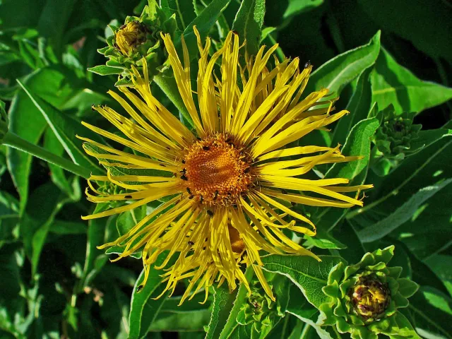 The Natural World Inula helenium alant P9 wortel