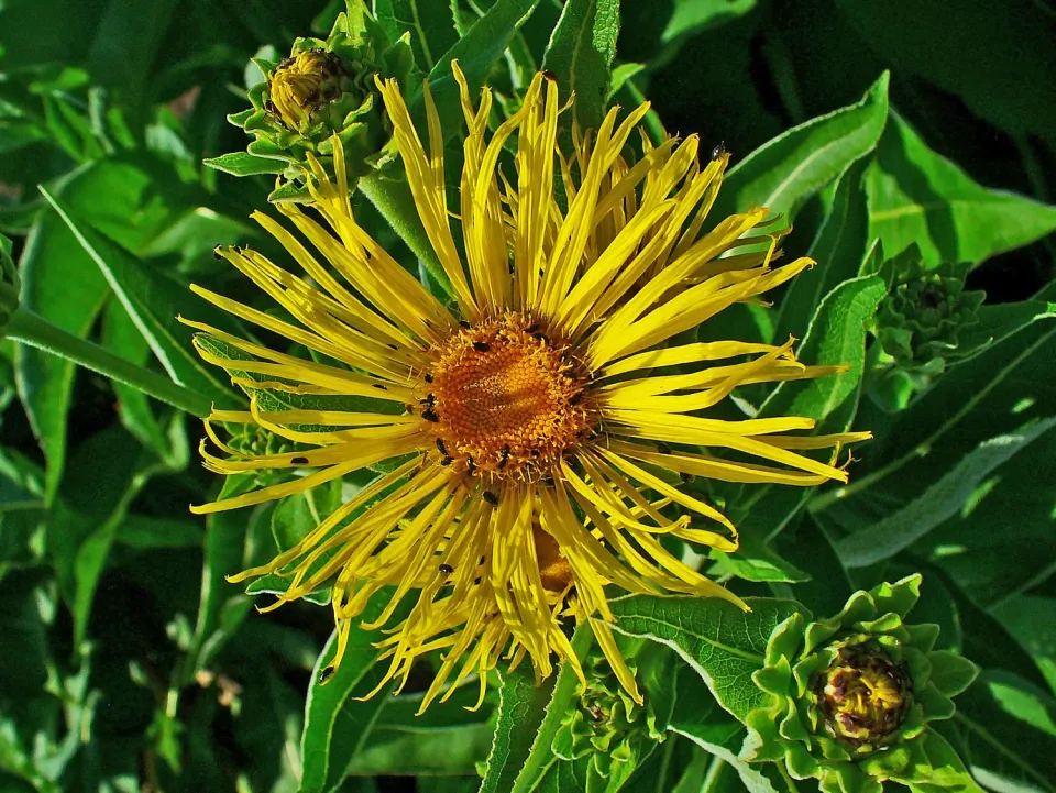 The Natural World Inula helenium alant P9 wortel