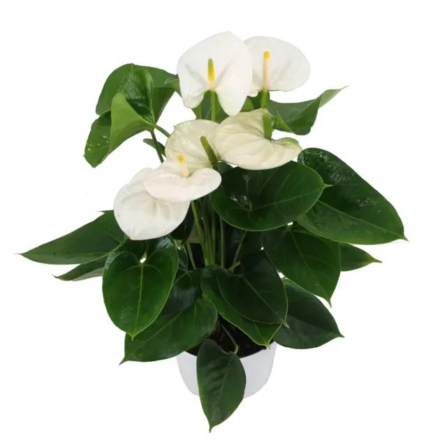 XL-Bloom YoungPlants XL.93 Arisa White kamerplant jong wit