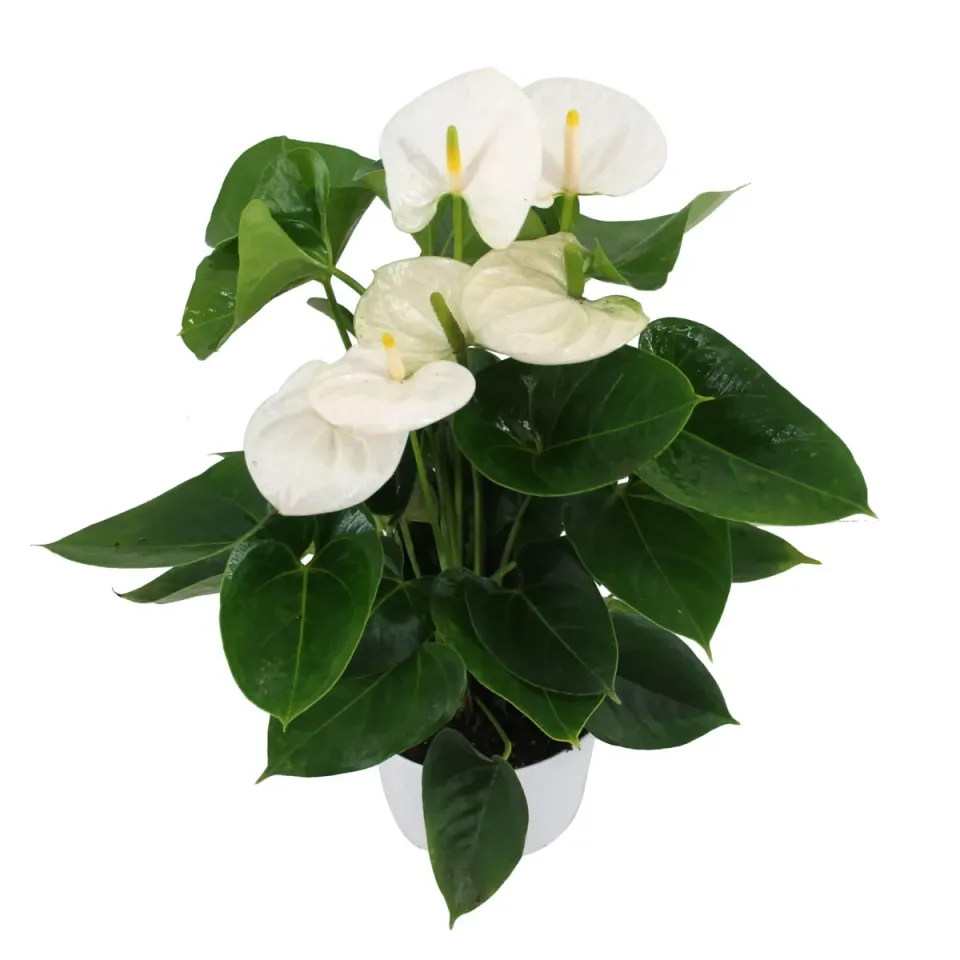 XL-Bloom YoungPlants XL.93 Arisa White kamerplant jong wit