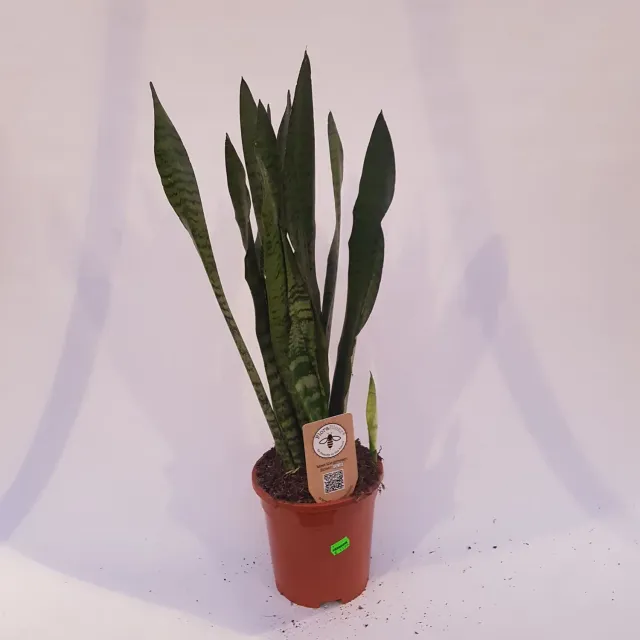 Tuincentrum Heerdink Sansevieria zeylanica vrouwentong 60 cm