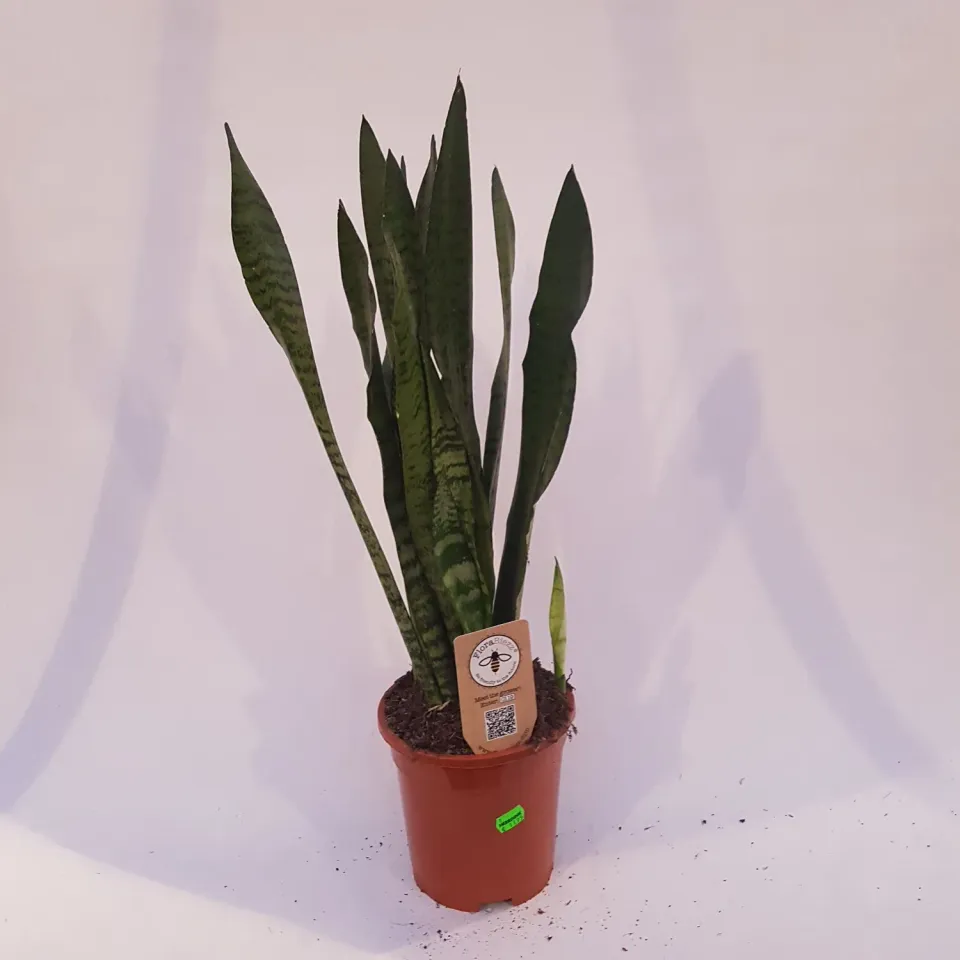 Tuincentrum Heerdink Sansevieria zeylanica vrouwentong 60 cm