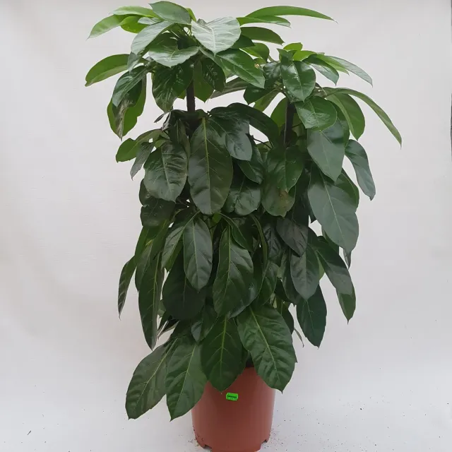 Schefflera actinophylla vingerboom kamerplant groot