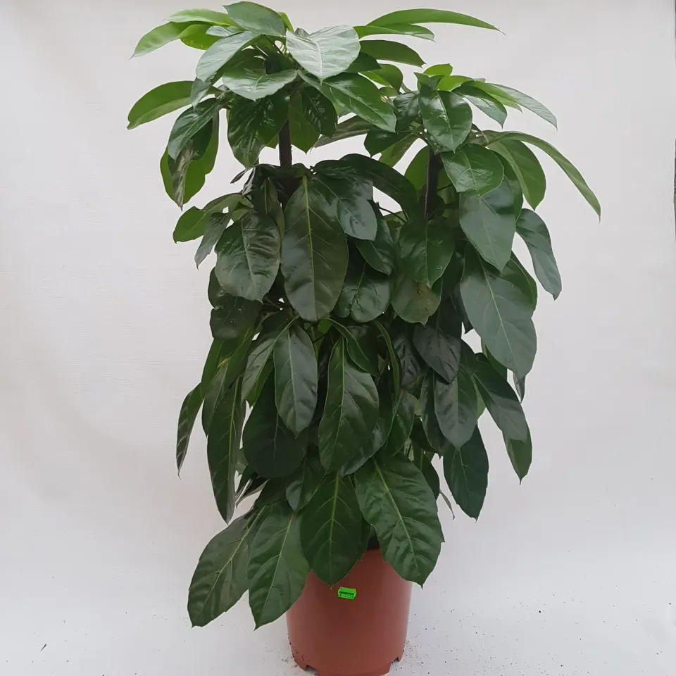 Schefflera actinophylla vingerboom kamerplant groot