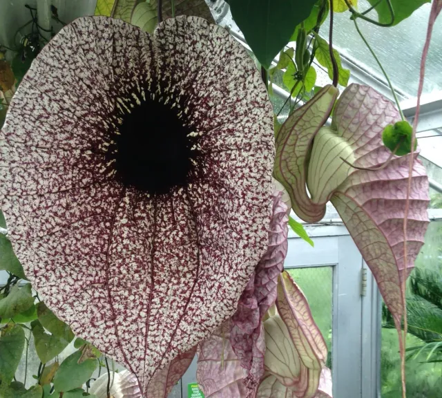 The Natural World Aristolochia gigantea pijpbloem C3 klimplant