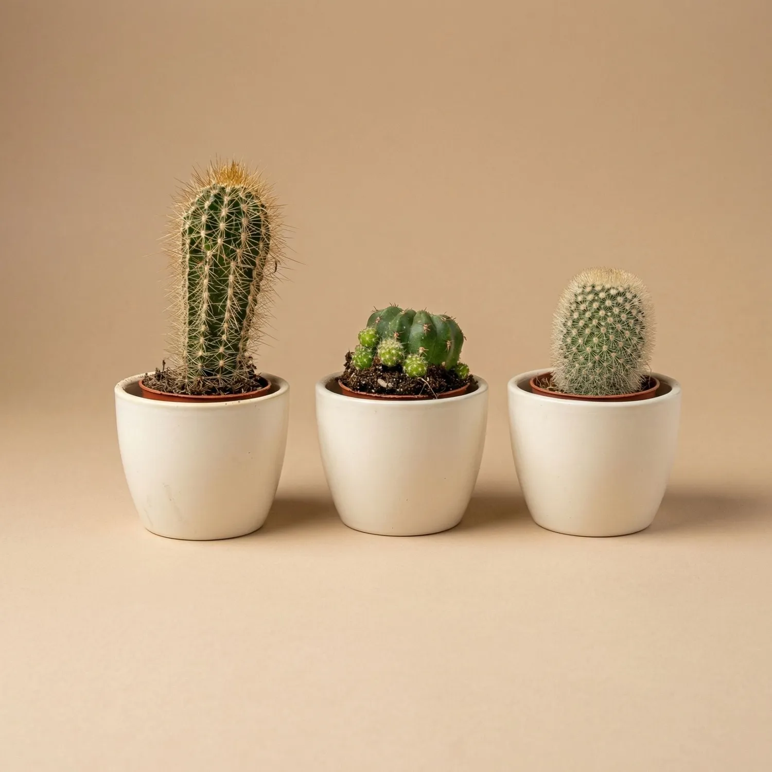 Urbanjungl Cactus mix cactusset 3 stuks blauw pot 6 cm