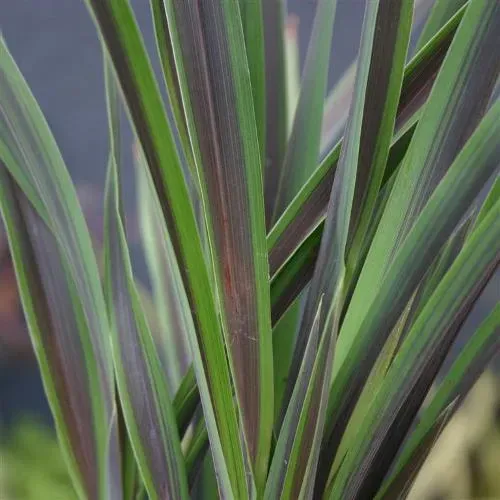 The Natural World Phormium Chocomint plant bruin blad