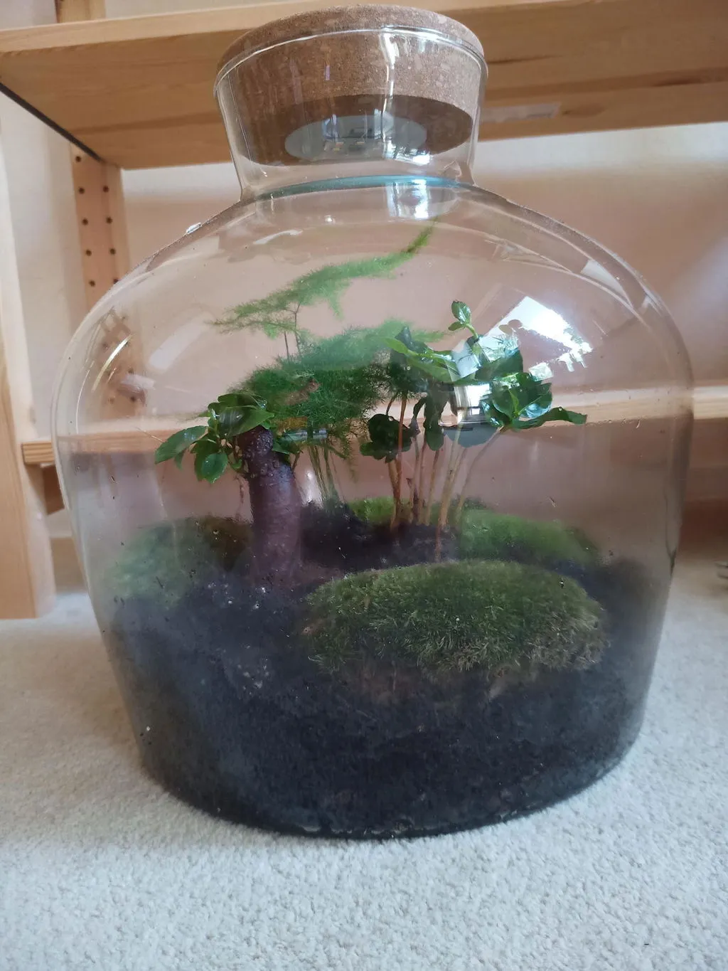 Urbanjungl Terrarium Startpakket 5 planten L/XL met mos