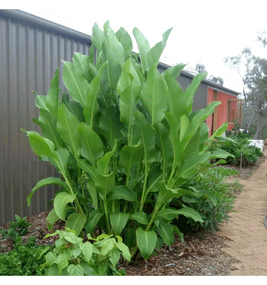 The Natural World Canna edulis plant eetbare wortel