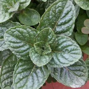 The Natural World Mentha Berries and Cream muntplant zoet