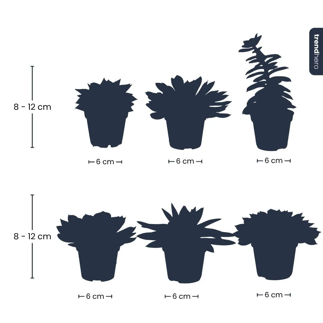 Urbanjungl Succulentenmix vetplantjes 24 stuks pot 6 cm onderhoudsarm