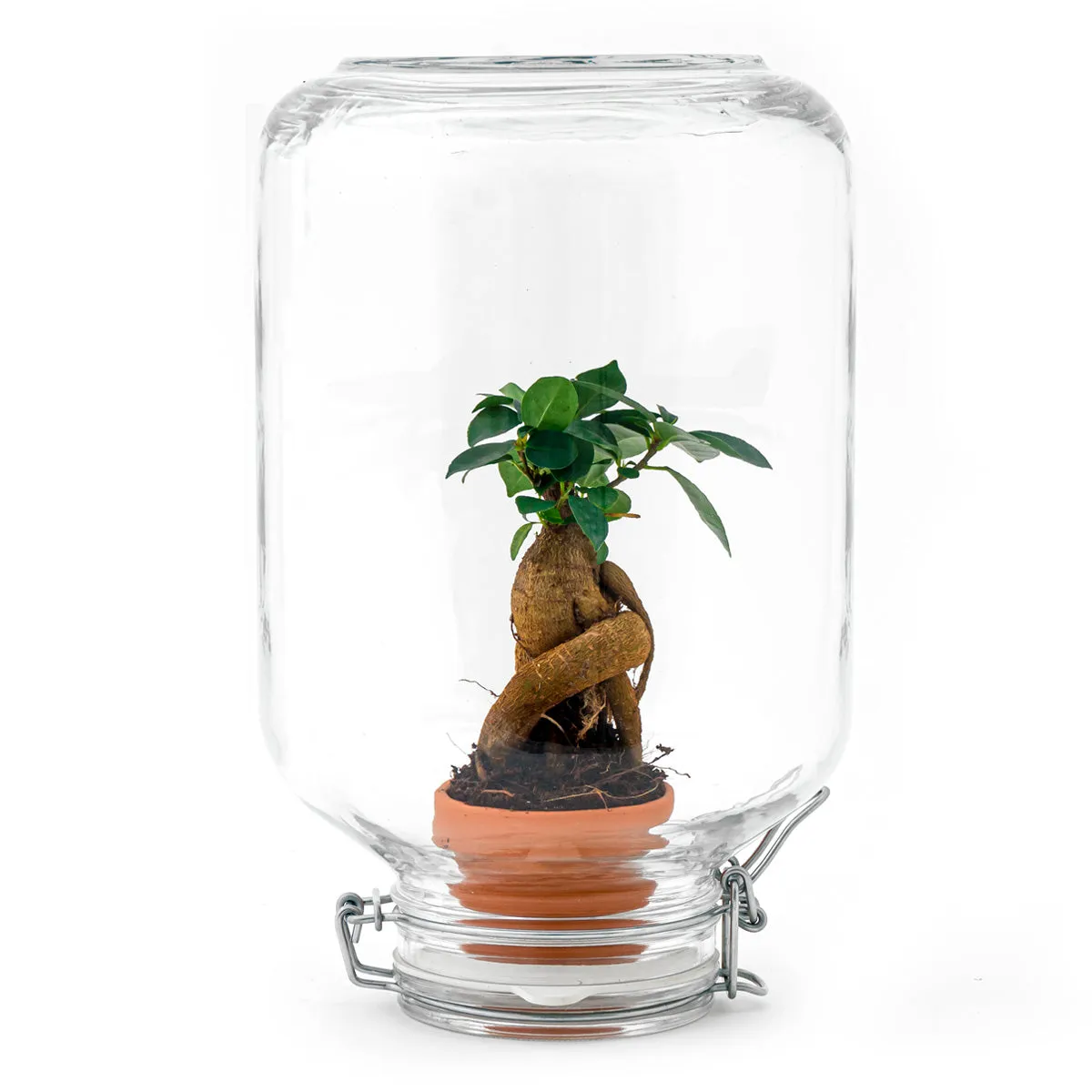 Easyplant Bonsai Fido terrarium DIY kit Ø18 cm
