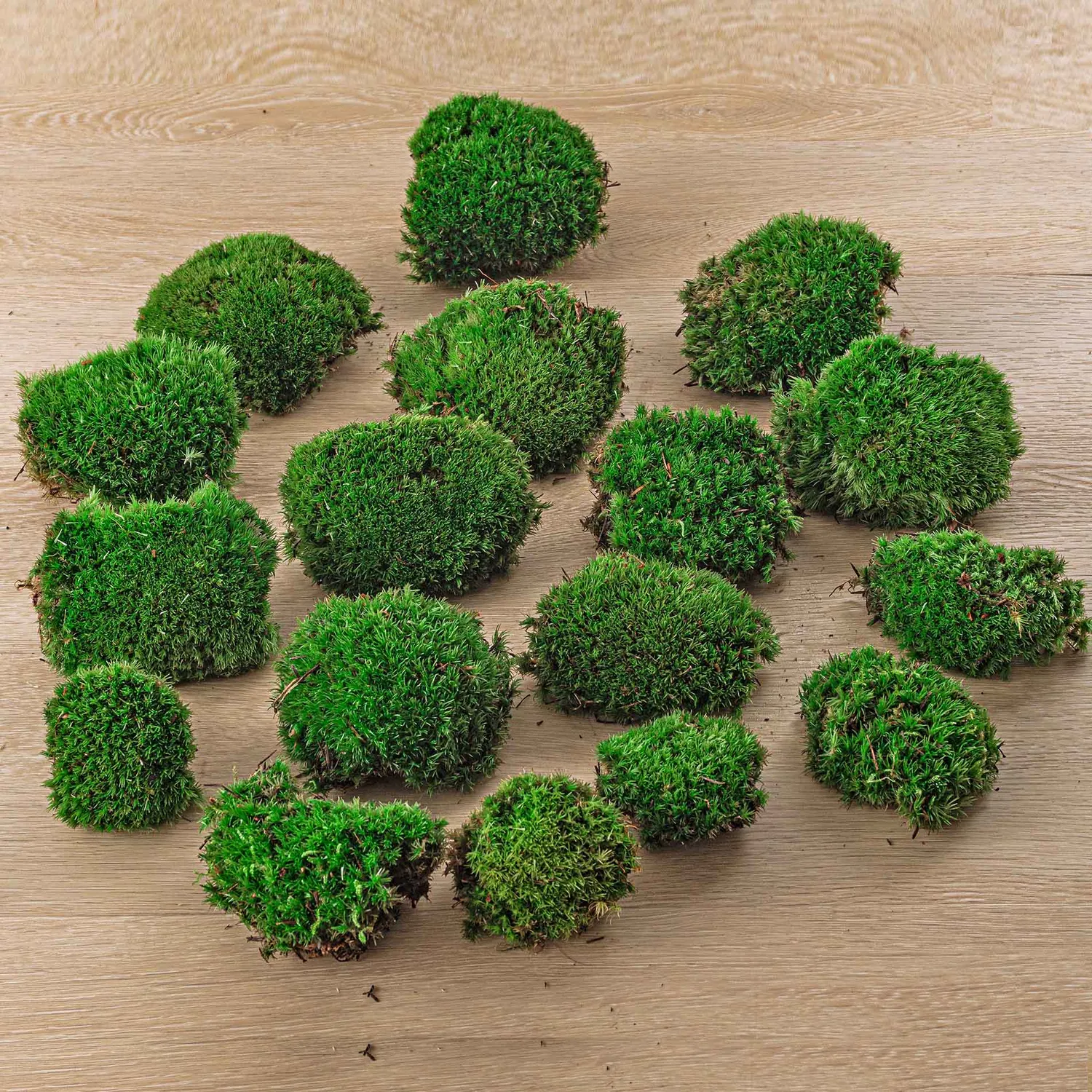 Urbanjungl Kussentjesmos Leucobryum 1 zak 3 stuks