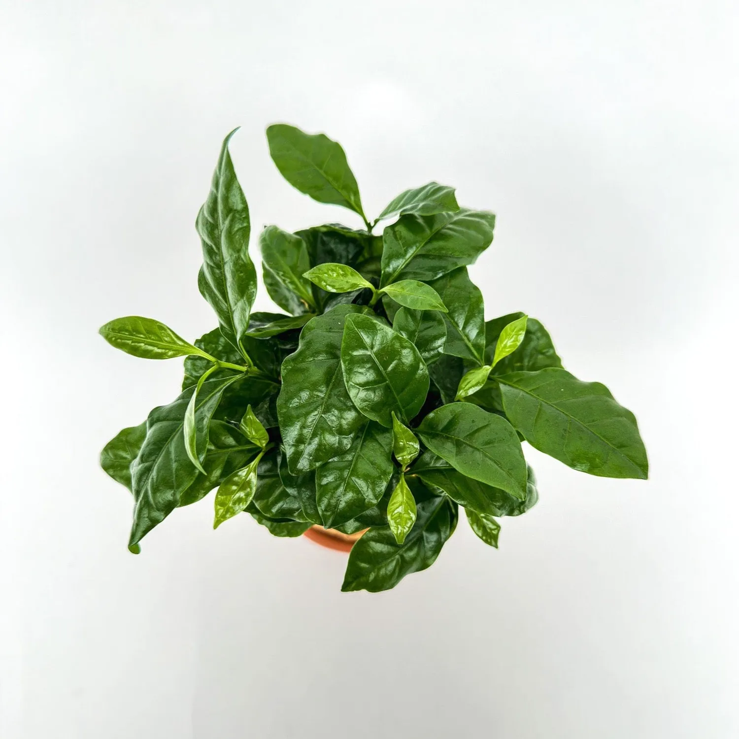 House of Koko Koffieplantje Kokedama met schaaltje compact