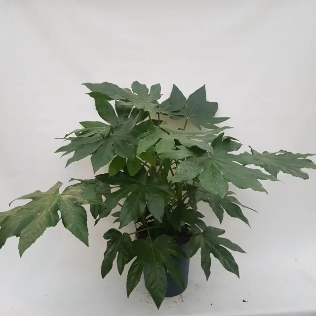 Tuincentrum Heerdink Fatsia japonica vingerplant kamerplant 65 cm