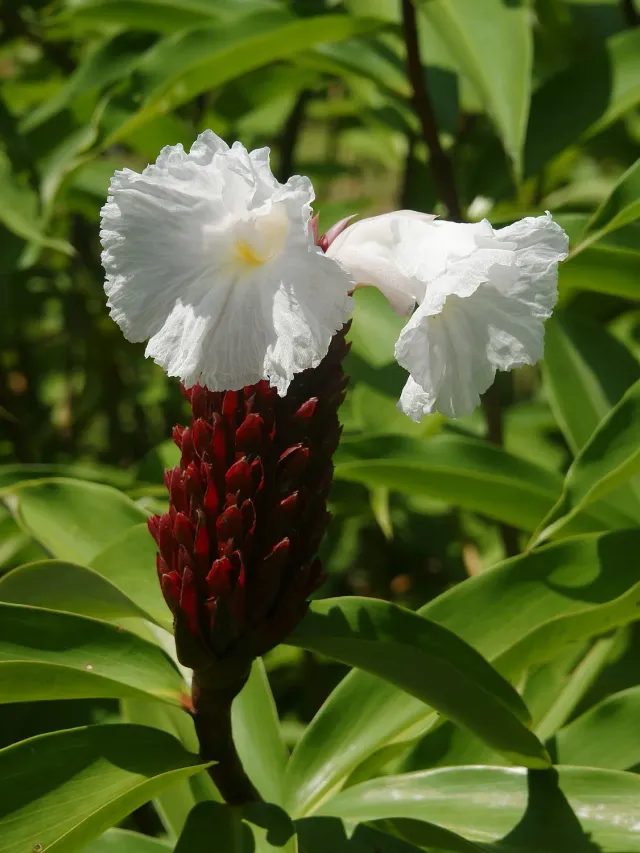 The Natural World Cheilocostus speciosus plant P14 pot