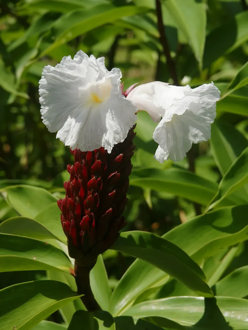 The Natural World Cheilocostus speciosus plant P14 pot