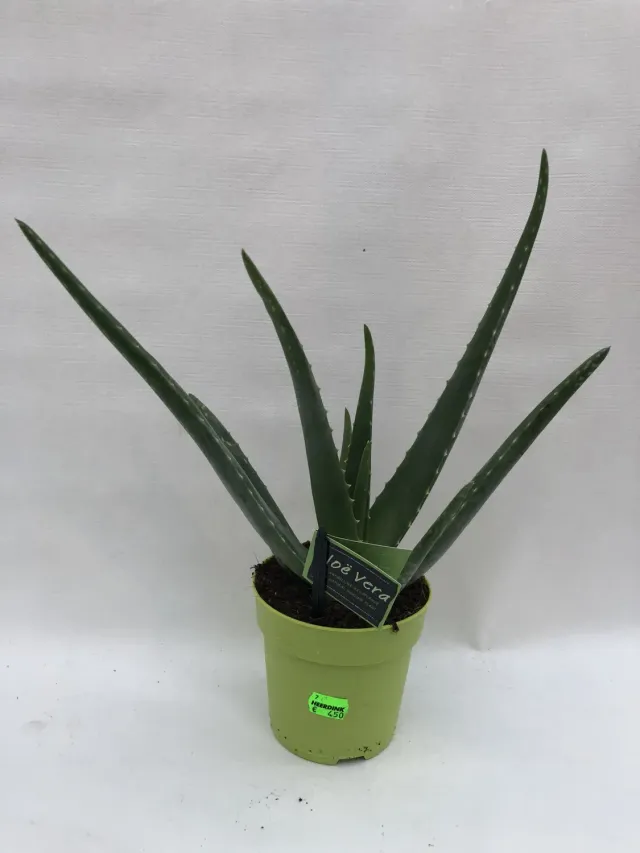 Aloe vera kamerplant groen 11 cm pot