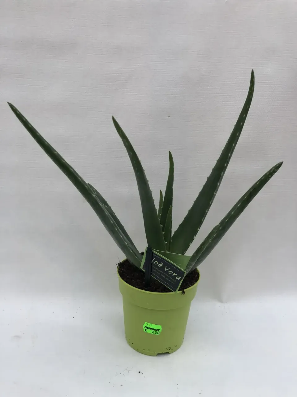 Aloe vera kamerplant groen 11 cm pot
