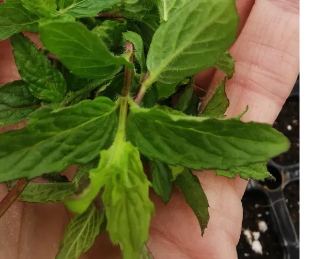 The Natural World Mentha spicata Nane munt plant eetbaar