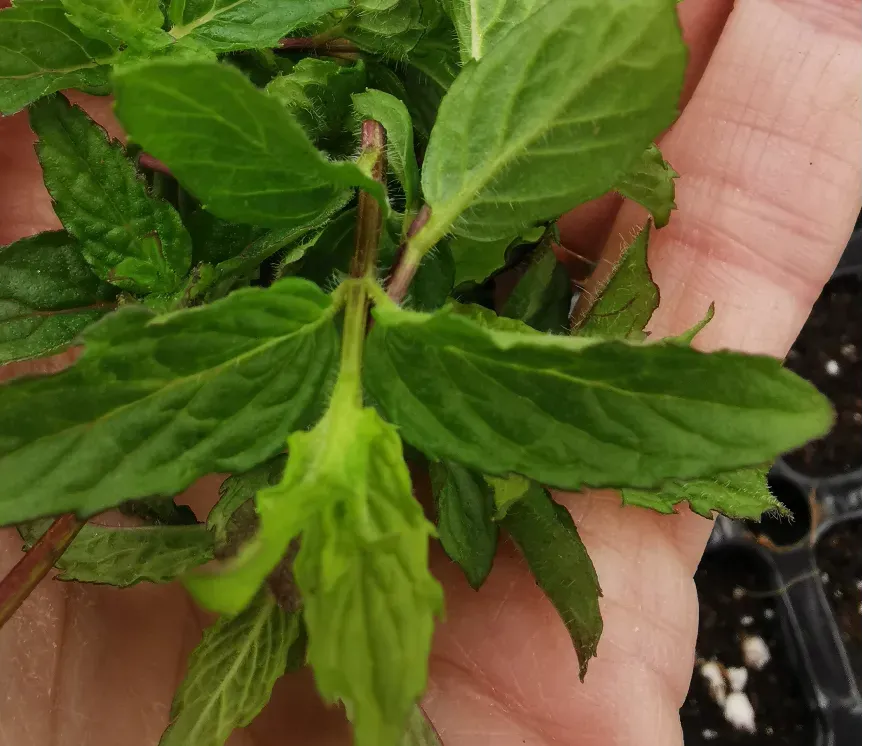 The Natural World Mentha spicata Nane munt plant eetbaar
