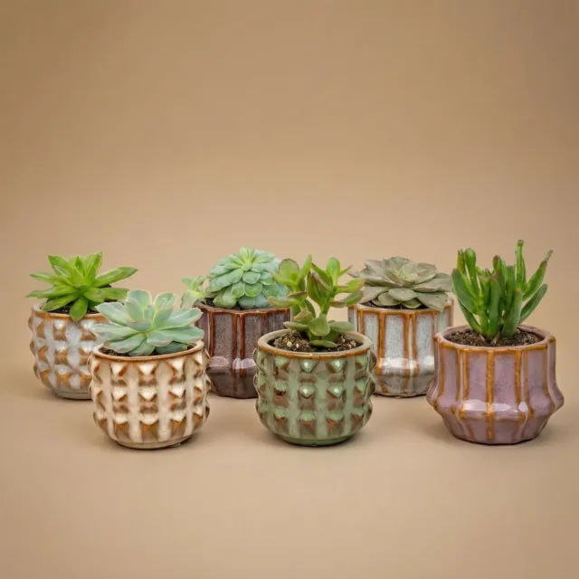 Urbanjungl San Juan Succulenten Set 6 Mini Potjes 8-12 cm